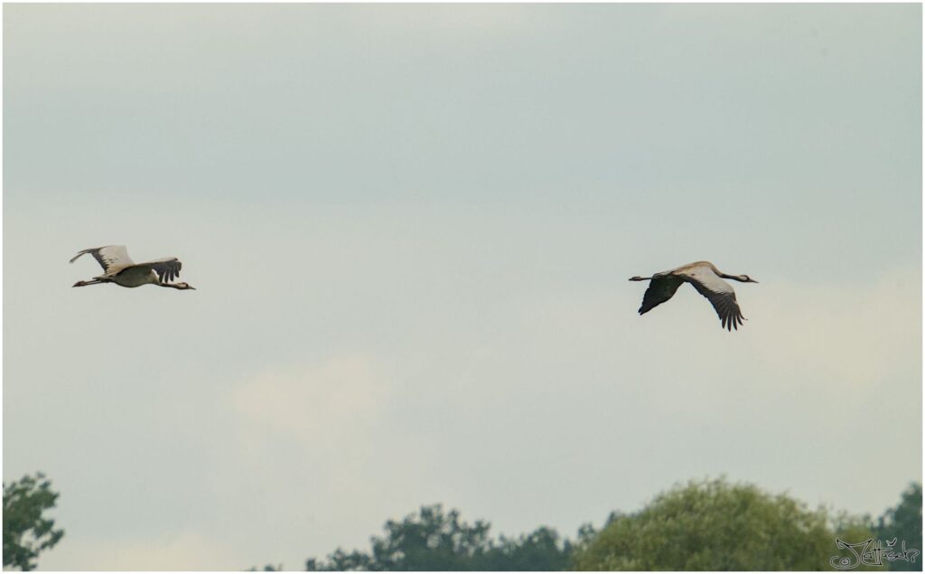 Kraniche. Zwei große grau-schwarze Vögel fliegen hintereinander über Bäume