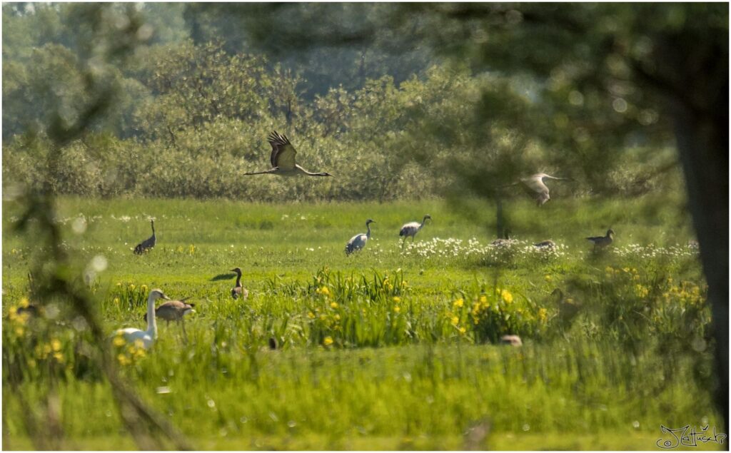 Kraniche, Gänse, Schwan. Viele verschiedene große Vögel sitzen, stehen auf Wiese oder fliegen darüber