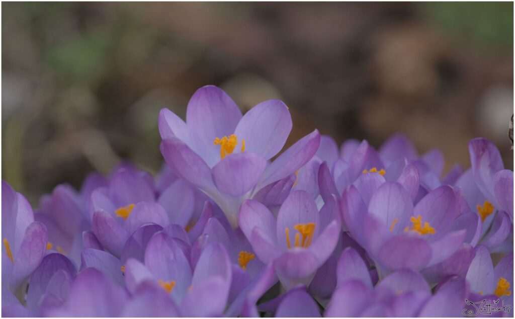 Krokus. Strauß blau-violetter Blüten in Seitenansicht