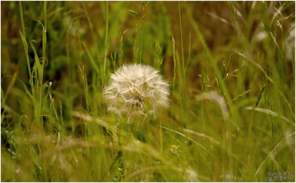 Löwenzahn. Weiße Pusteblume in Seitenansicht