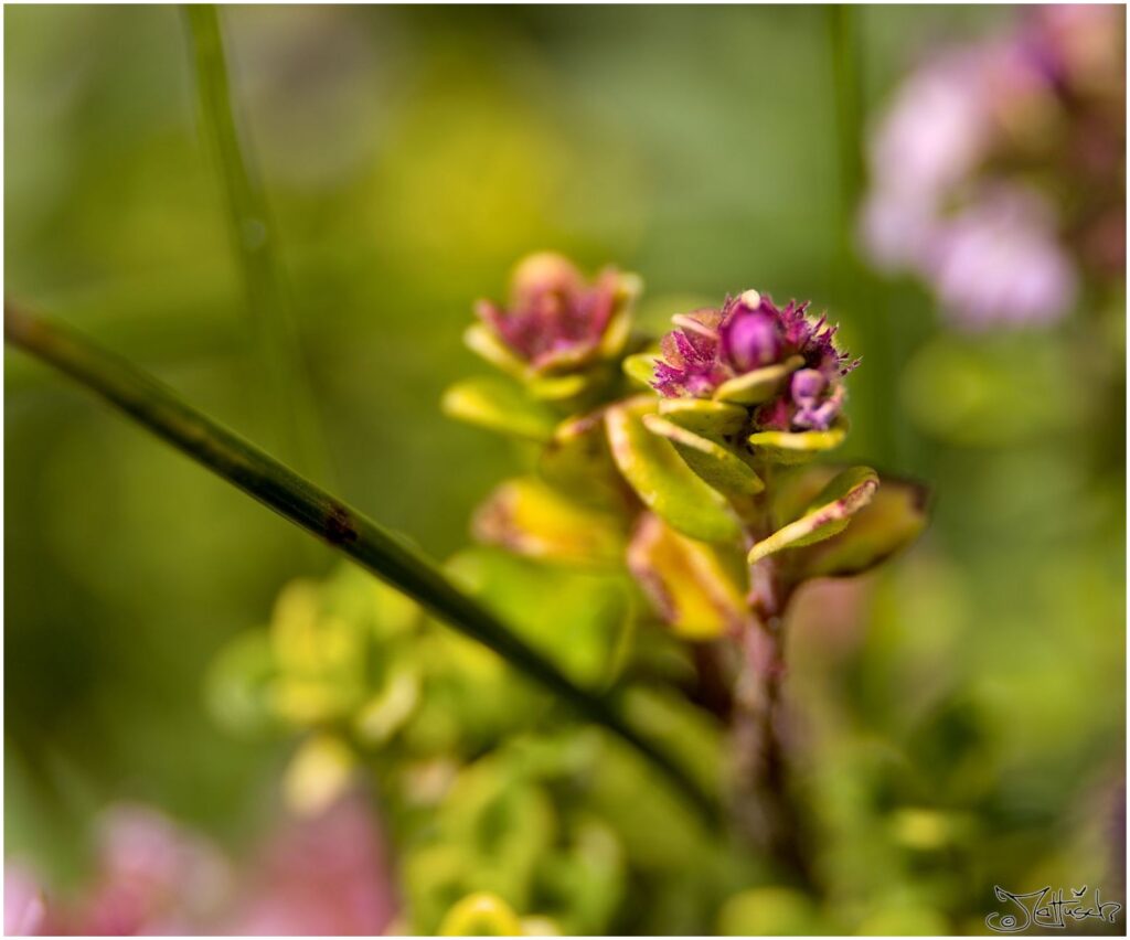 Majoran. Rotgrüne Blüten in Seitenansicht