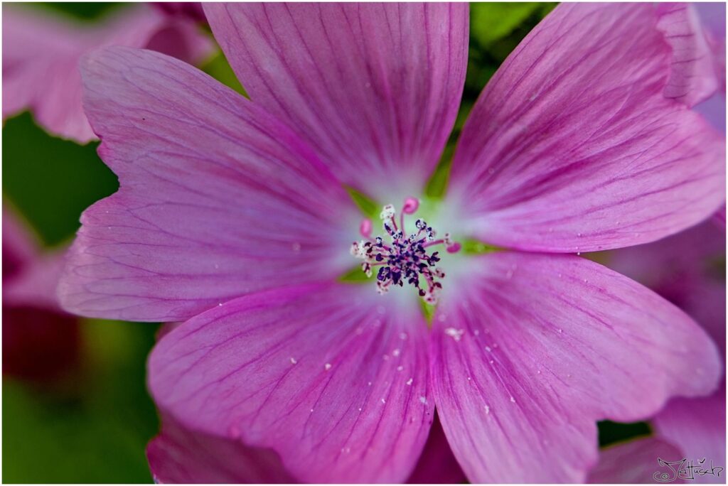 Malve. Violette Blüte in Draufsicht