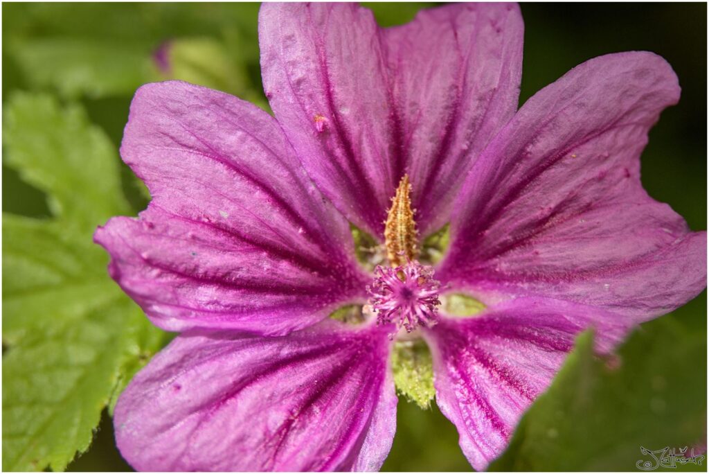 Malve mit undefiniertem Bewohner. Violette Blüte in Draufsicht