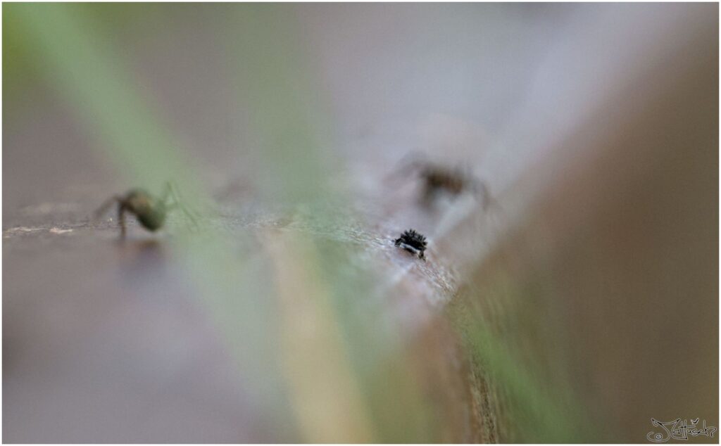 Marienkäferlarve. Kleine schwarze Insektenlarve sitzt auf Bahngleis