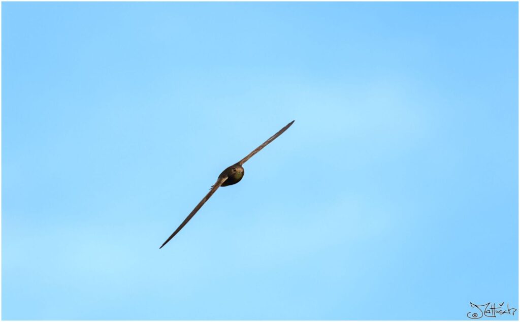 Mauersegler. Dunkelbrauner Vogel im Flug vor blauem Himmel