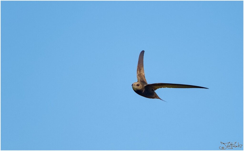 Mauersegler. Dunkelbrauner Vogel im Flug vor blauem Himmel