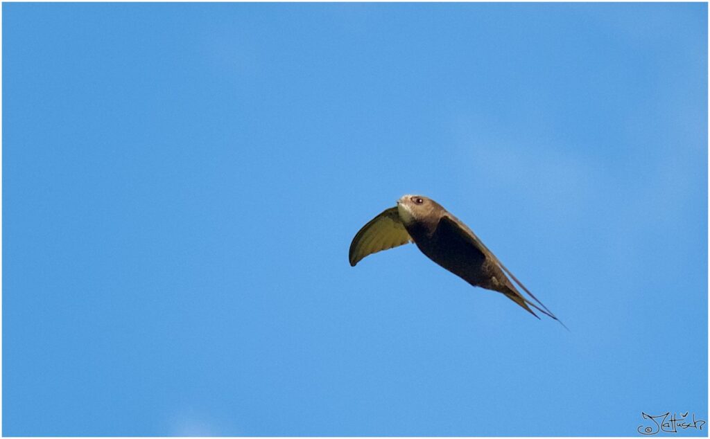 Mauersegler. Dunkelbrauner Vogel im Flug vor blauem Himmel