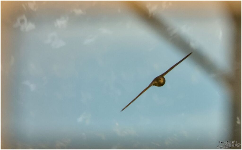 Mauersegler. Dunkelbrauner Vogel im Flug vor blauem Himmel durch Glasscheibe fotografiert