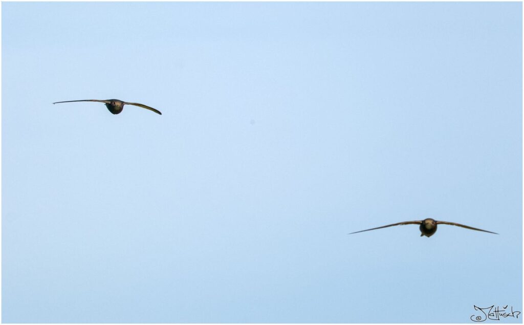 Mauersegler. Zwei dunkelbraune Vögel im Flug vor blauem Himmel