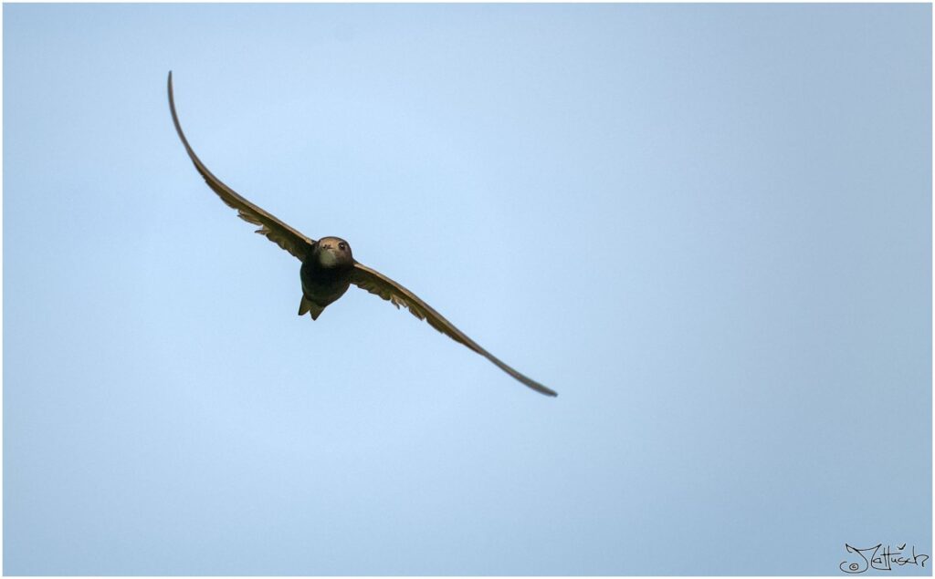 Mauersegler. Dunkelbrauner Vogel im Flug vor blauem Himmel