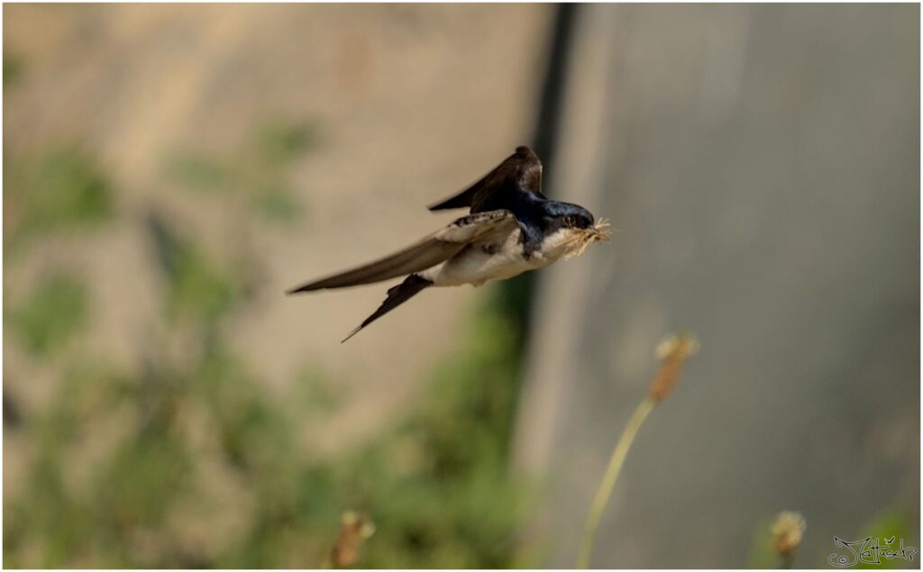 Mehlschwalbe. Kleiner schwarz-weißer Vogel fliegt mit Nistmaterial im Schnabel