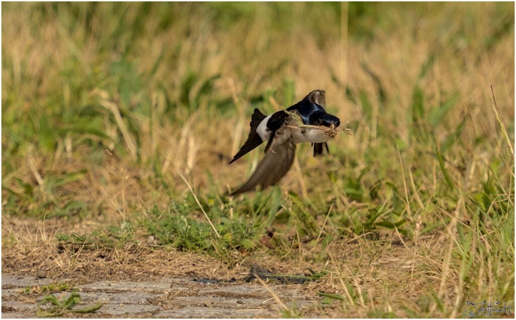 Mehlschwalbe. Kleiner schwarz-weißer Vogel fliegt mit Nistmaterial im Schnabel