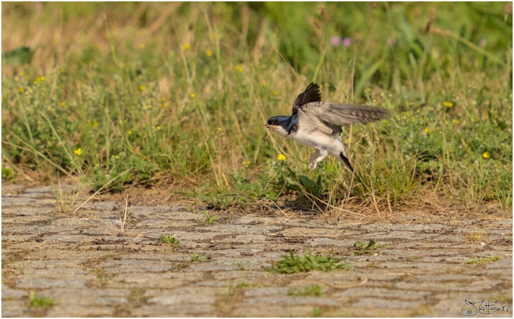 Mehlschwalbe. Kleiner schwarz-weißer Vogel fliegt mit Nistmaterial im Schnabel