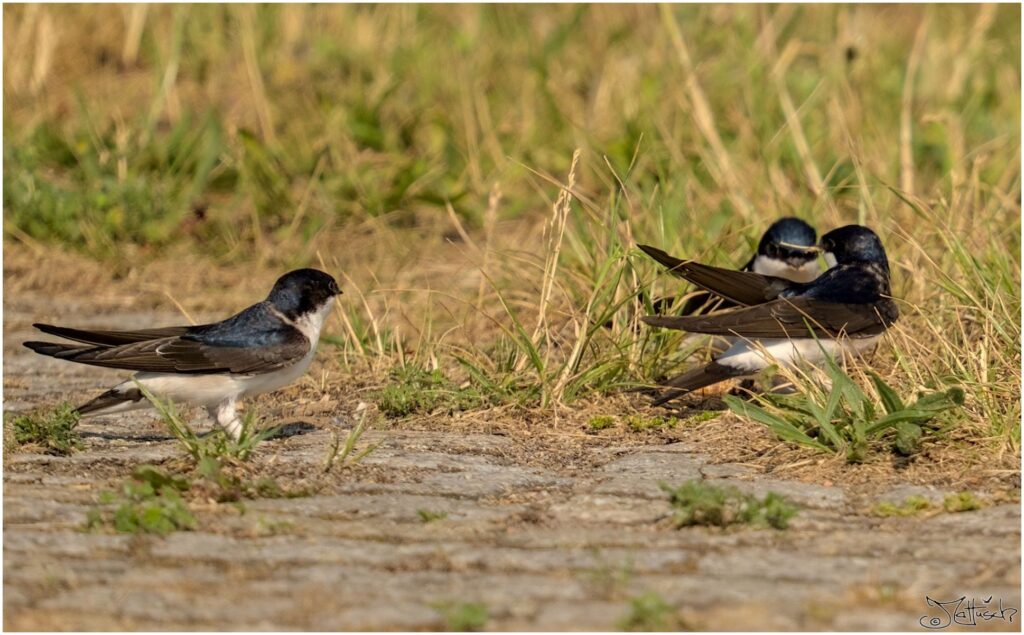 Mehlschwalben. Zwei kleine schwarz-weiße Vögel sitzen auf Kopfsteinpflaster und sammeln Nistmaterial