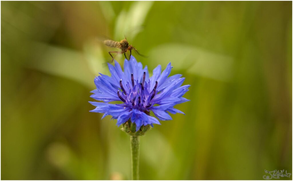 Mücke (unsicher). Fluginsekt versucht auf blauer Blüte zu landen