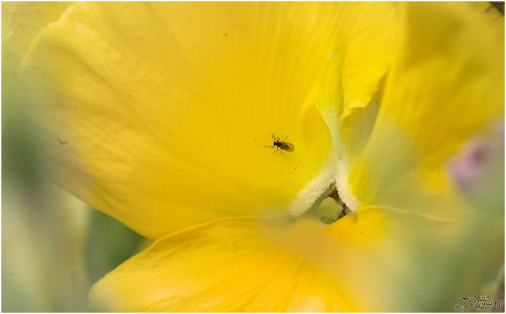 Nachtkerze. Gelbe Blüte mit Fliege in Draufsicht