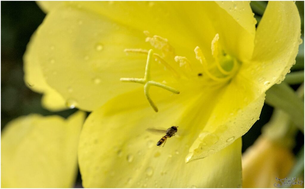 Nachtkerze. Gelbe Blüte mit Schwebfliege in Halbprofil