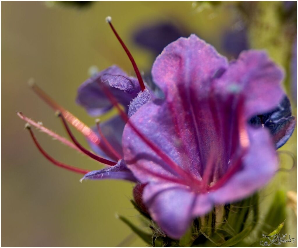 Gewühnlicher Natternkopf. Violette Kelchblüte in Draufsicht