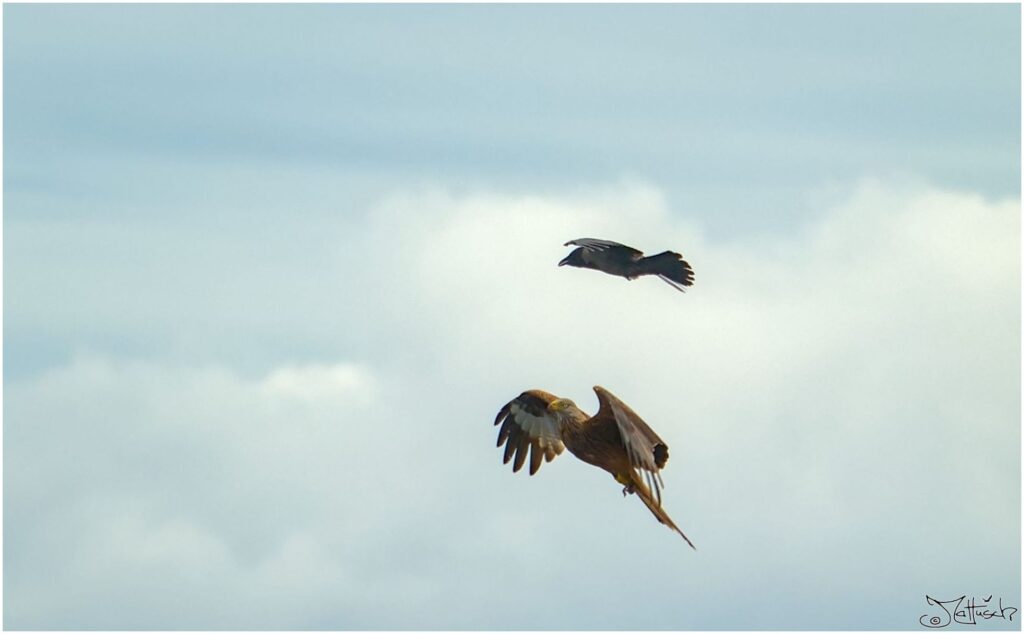 Nebelkrähe und Rotmilan. Grau-schwarzer Vogel und großer rot-brauner Raubvogel in Luftkampf verwickelt