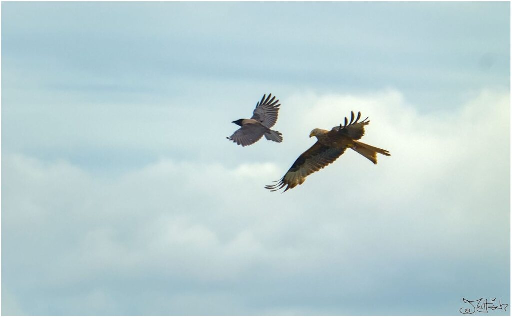 Nebelkrähe und Rotmilan. Grau-schwarzer Vogel und großer rot-brauner Raubvogel in Luftkampf verwickelt