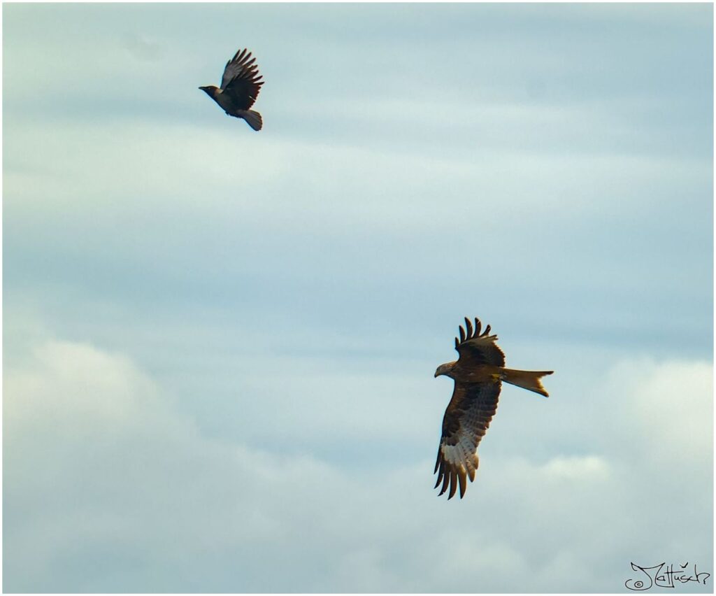 Nebelkrähe und Rotmilan. Grau-schwarzer Vogel und großer rot-brauner Raubvogel in Luftkampf verwickelt