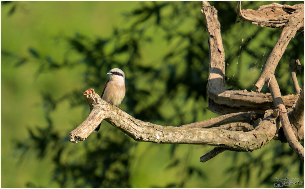 Neuntöter. Kleiner Vogel mit schwarzer Augenbinde sitzt auf abgestorbenem Ast