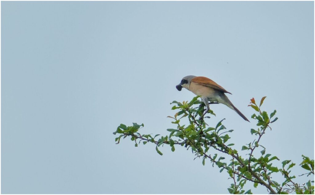 Neuntöter. Kleiner Vogel mit schwarzer Augenbinde auf Ast mit Essen im Schnabel