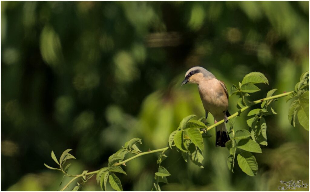 Neuntöter. Kleiner Vogel mit schwarzer Augenbinde sitzt in wilder Rose