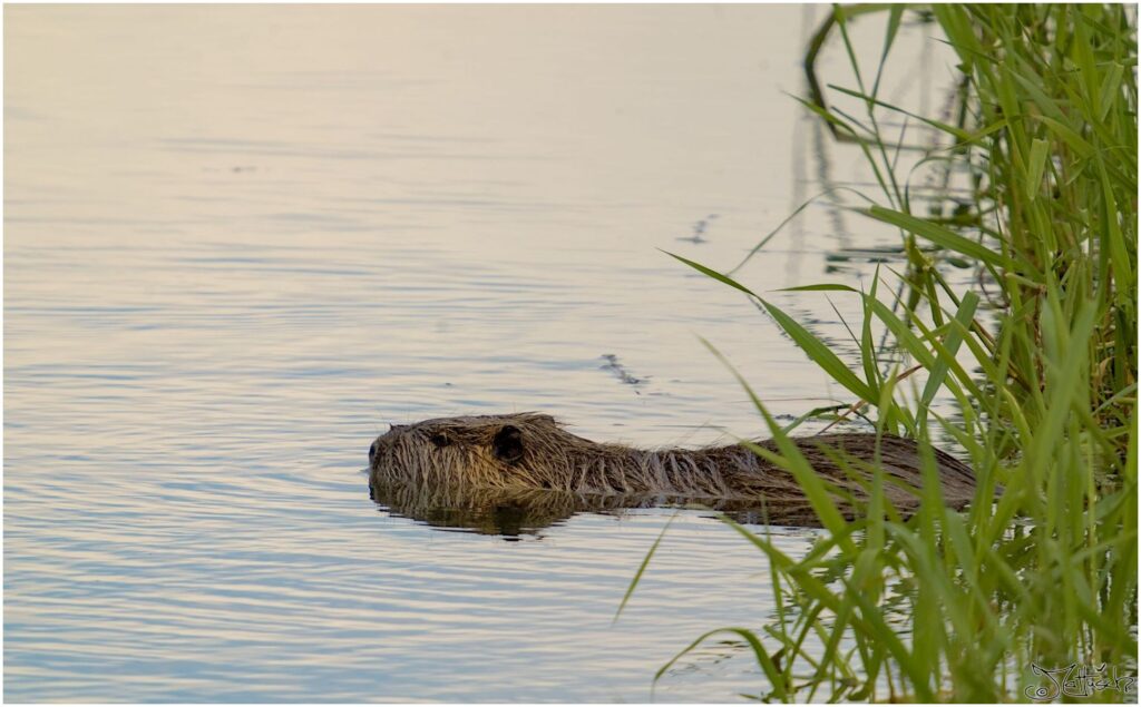 Nutria. Bibergroßes braunes Säugetier schwimmt in Wassergraben