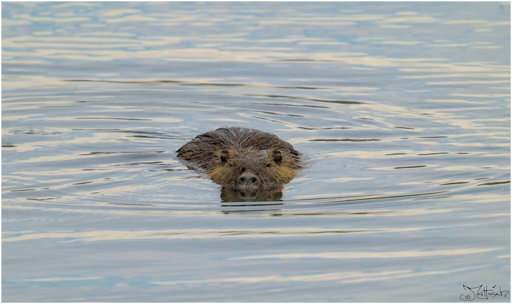 Nutria. Bibergroßes braunes Säugetier schwimmt in Wassergraben