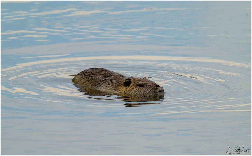 Nutria. Bibergroßes braunes Säugetier schwimmt in Wassergraben