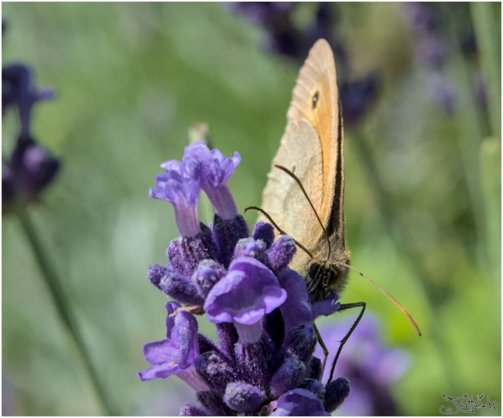 Ochsenauge. Schmetterling sitzt auf violetten Blüten 