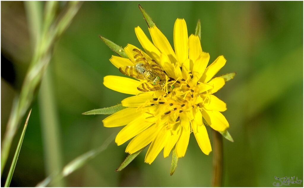 Orellia (unsicher). Gelbe Fliegen mit grünen Augen sitzen auf Löwenzahnblüte