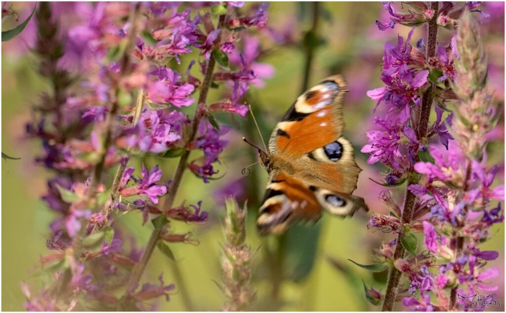 Pfauenauge. Roter Schmetterling im Flug zwischen violetten Blüten