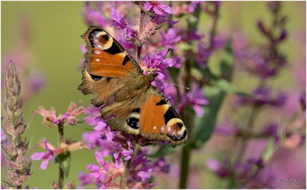 Pfauenauge. Roter Schmetterling sitzt auf violetten Blüten