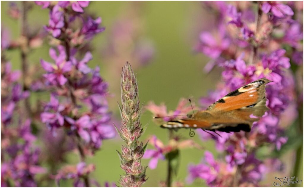 Pfauenauge. Roter Schmetterling im Flug zwischen violetten Blüten