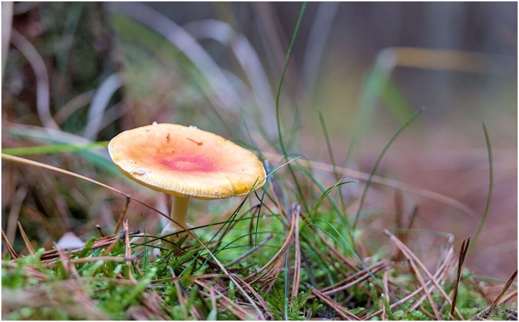 Pilz unbestimmt auf Waldboden Seitenansicht