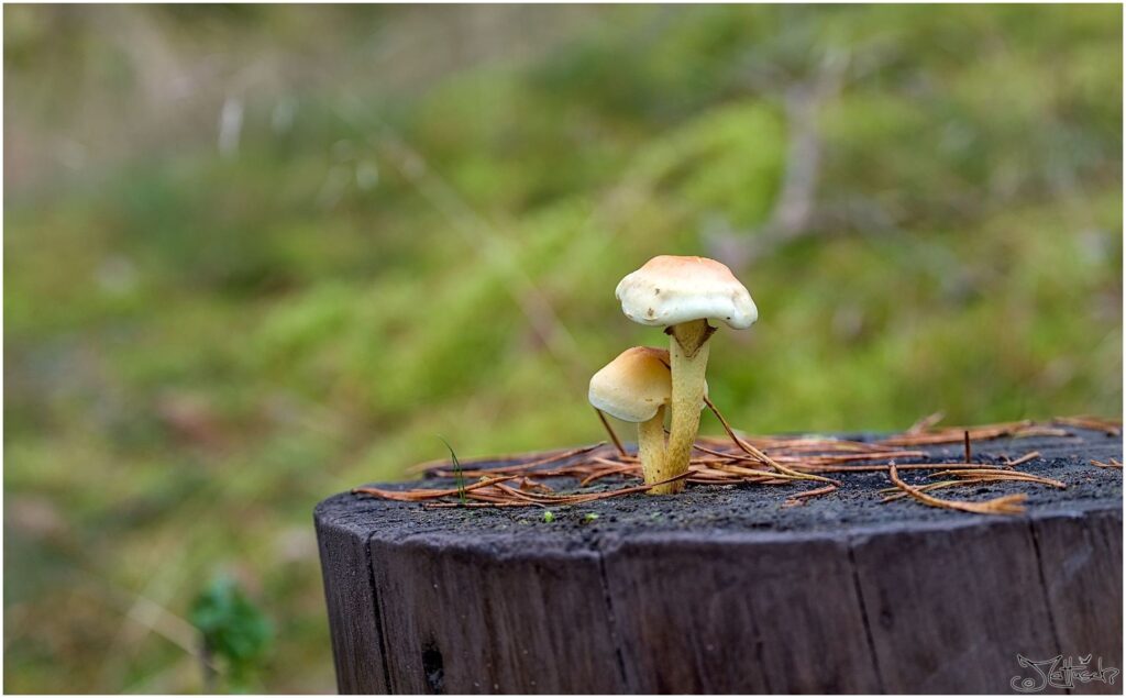 Pilze unbestimmt auf Waldboden Seitenansicht