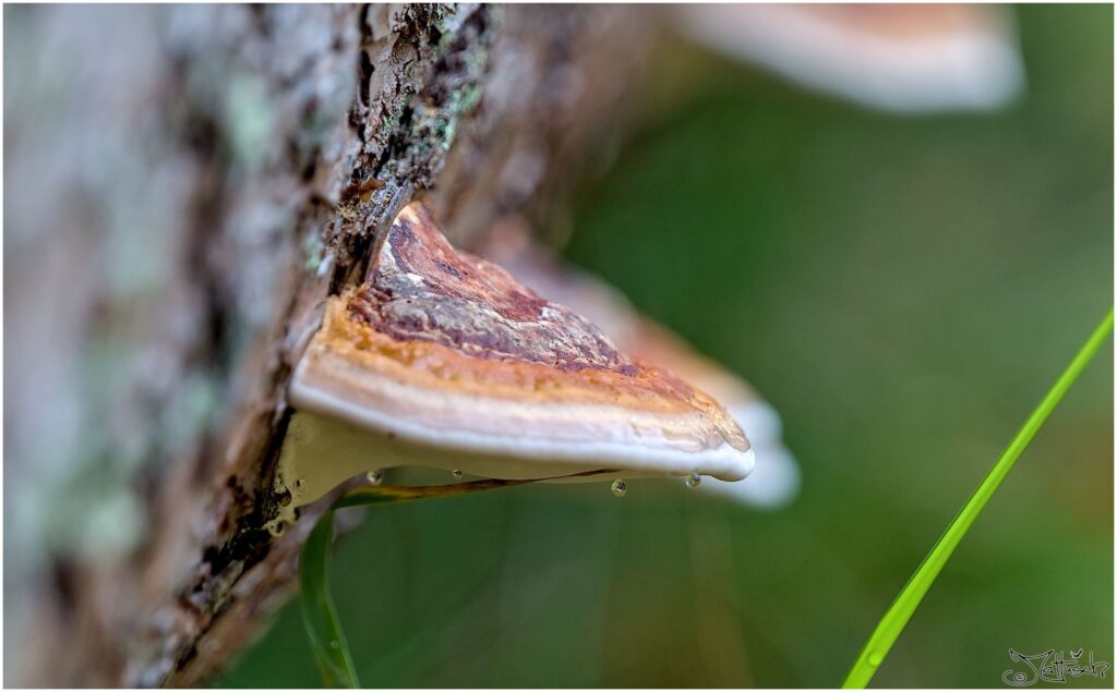 Pilz unbestimmt an liegendem Baumstamm Seitenansicht