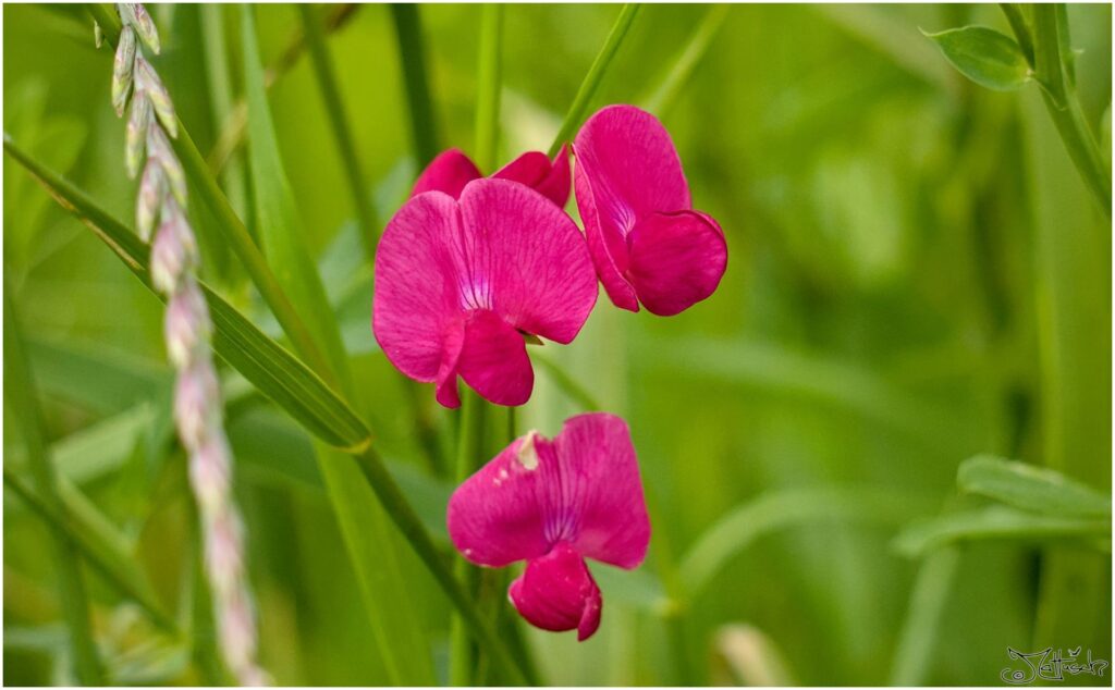 Platterbse. Rotviolette kleine Blüten im Halbprofil