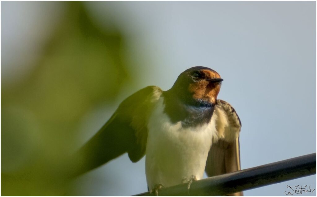 Rauchschwalbe. Kleiner schwarz-weißer Vogel sitzt auf Telefonfreileitung