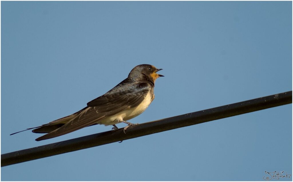 Rauchschwalbe. Kleiner schwarz-weißer Vogel sitzt auf Telefonfreileitung