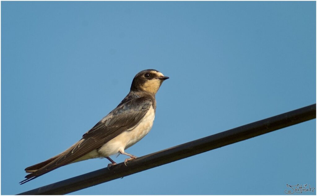 Rauchschwalbe. Junger kleiner schwarz-weißer Vogel sitzt auf Telefonfreileitung