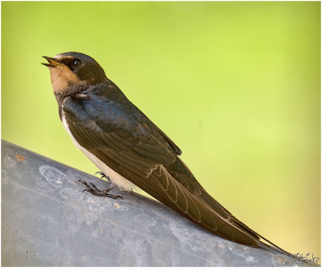 Rauchschwalbe. Kleiner schwarz-weißer Vogel sitzt auf Fallrohr