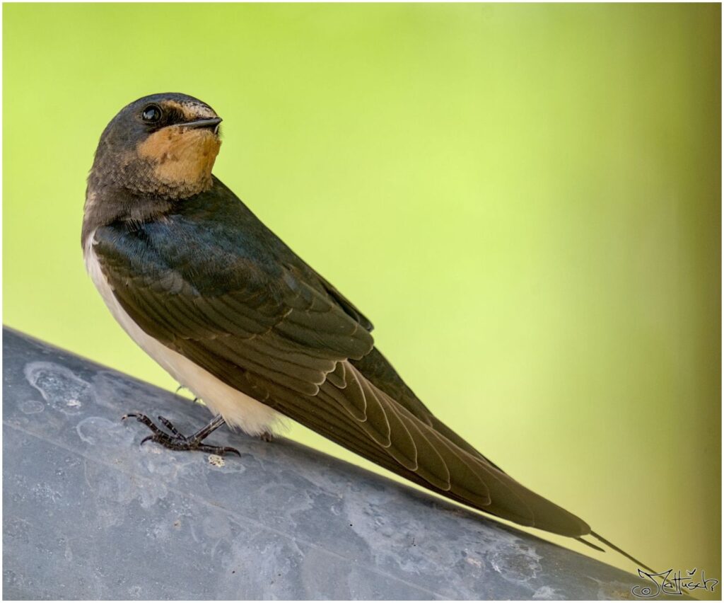 Rauchschwalbe. Kleiner schwarz-weißer Vogel sitzt auf Fallrohr