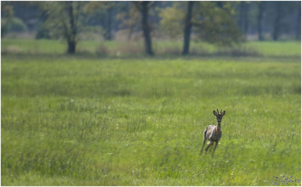 Rehbock. Rehbock auf Wiese