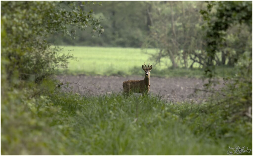 Rehbock. Rehbock auf Feldweg