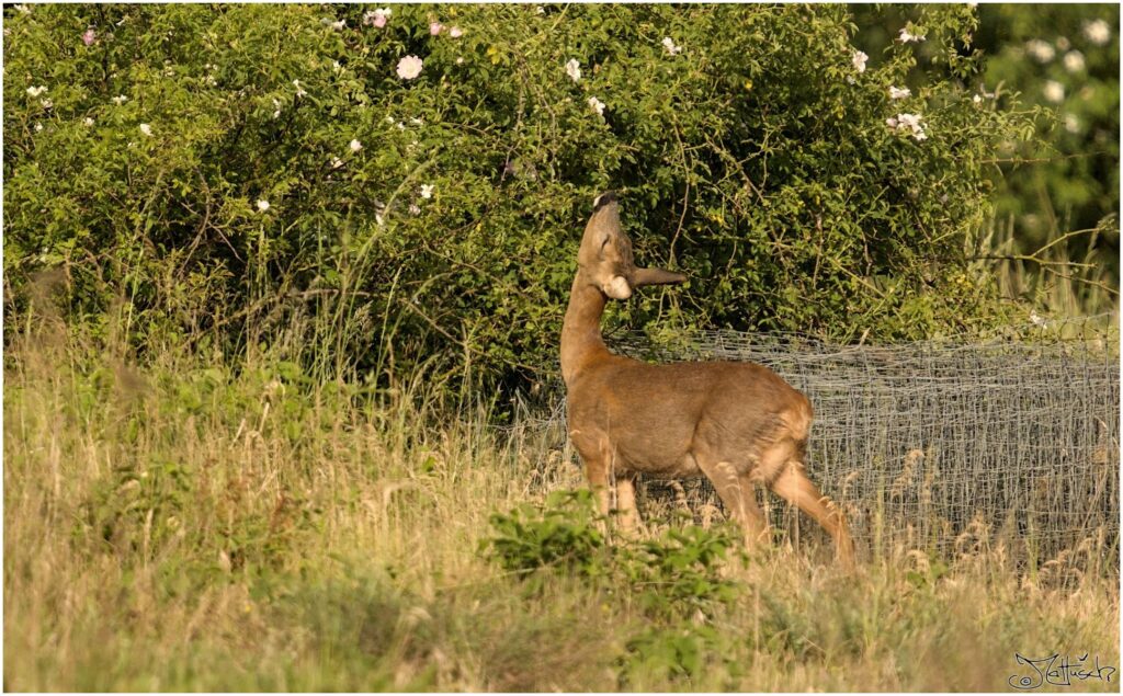 Reh. Reh auf Wiese isst von wilder Rose