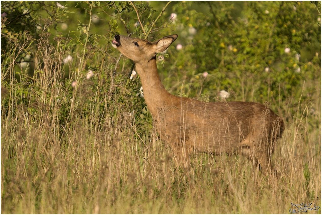 Reh. Reh auf Wiese isst von wilder Rose