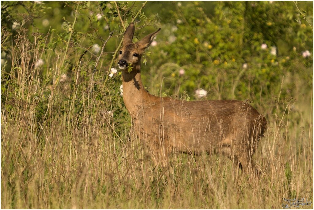 Reh. Reh auf Wiese mit Rose im Mundwinkel